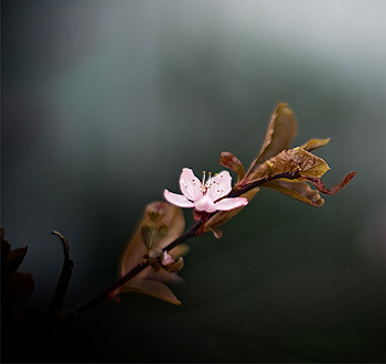 【免越狱】安全的网站攻击软件