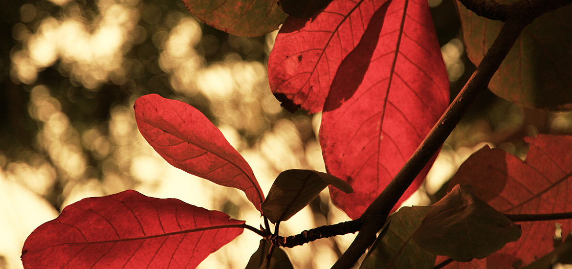 免费cc攻击测试